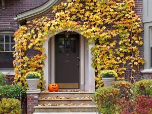 front door with colorful ivy in fall